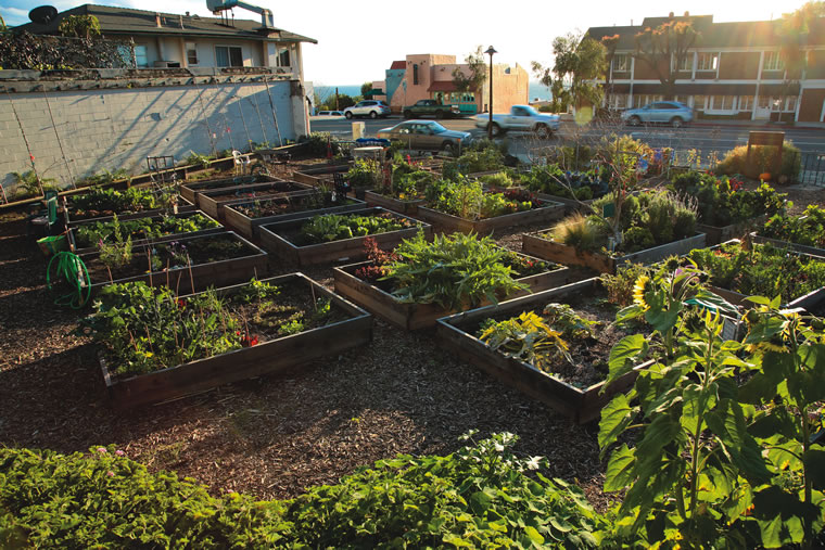 Vegetables like carrots and kale can grow in South Laguna Community Garden’s coastal climate. / Photo by Jody Tiongco