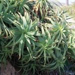 LBM_57_Gardening_Aloe Plants_Heisler Park_By Jody Tiongco-1