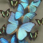 blue morpho butterfly art_credit Ken Denton Jr.