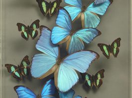 blue morpho butterfly art_credit Ken Denton Jr.