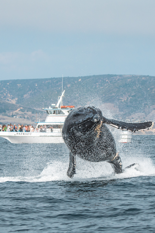 humpback whales_credit Matt Larmand/Dana Wharf Sportfishing & Whale Watching