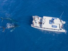 humpback whales_credit Matt Larmand/Dana Wharf Sportfishing & Whale Watching