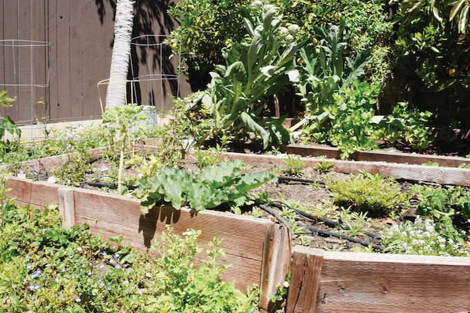 Strong gardening raised beds_Ashley Littlefield