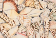 Elaine Twiss - Seashells_1