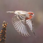house finch birding hike_credit Jeff Caverly/Shutterstock.com