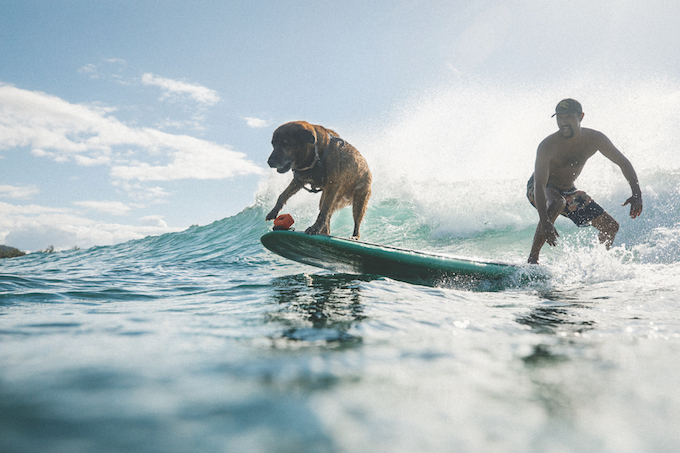 20210526_5369_surf with dog_Turtle Bay Resort