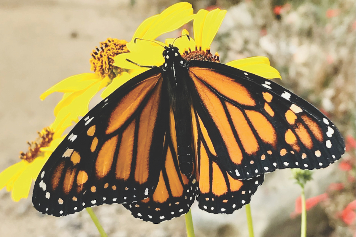 image6 monarch butterfly_Laura Ford